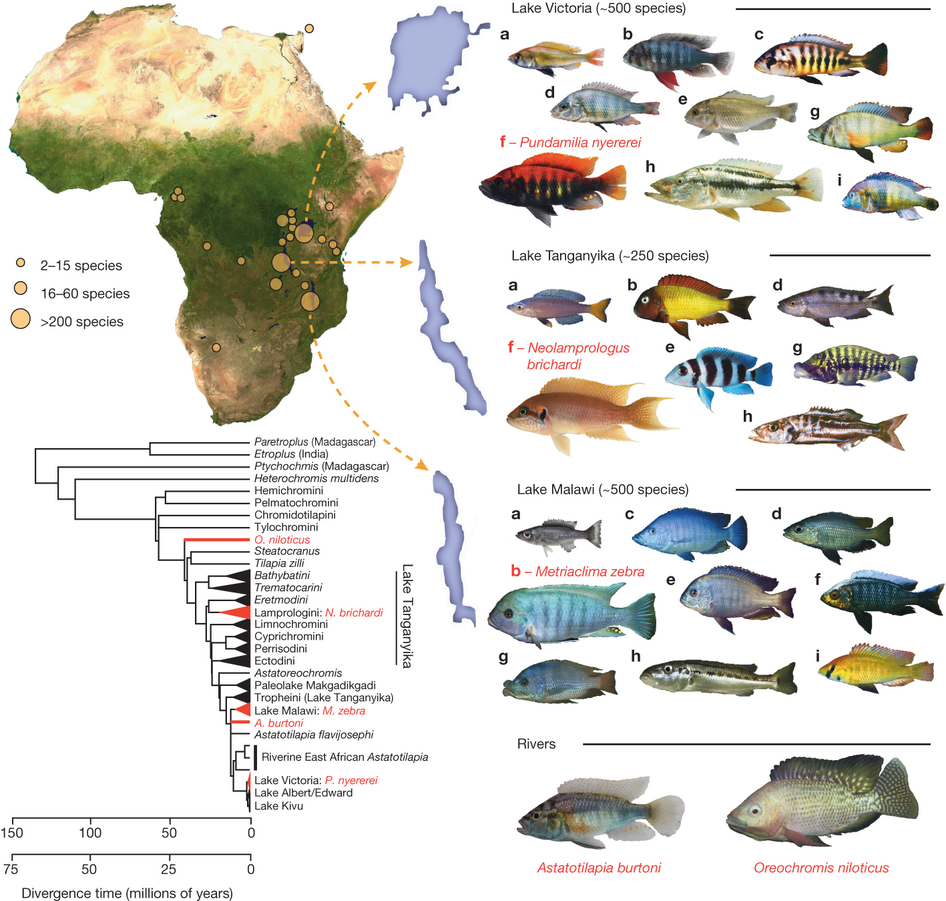 Malawi Cichlid Species Chart