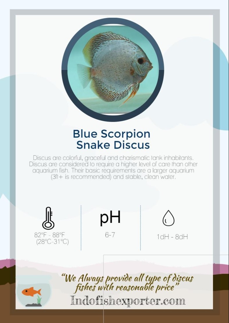 blue-scorpion-snake-discus