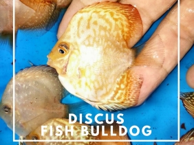discus fish bulldog