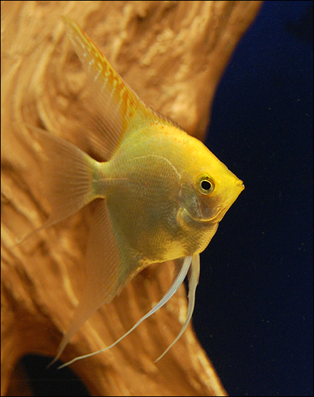 Golden Angelfish