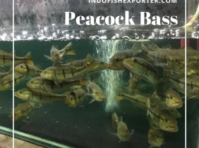 peacock bass