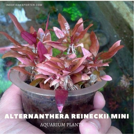 Alternanthera Reineckii Mini plants, aquarium plants, live aquarium plants