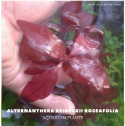 Alternanthera Reineckii Roseafolia plants, aquarium plants, live aquarium plants