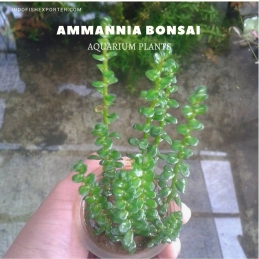 Ammannia Bonsai plants, aquarium plants, live aquarium plants