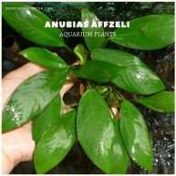 Anubias Affzeli plants, aquarium plants, live aquarium plants