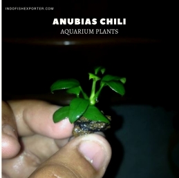 Anubias Chili plants, aquarium plants, live aquarium plants
