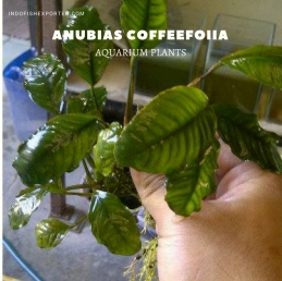 Anubias Coffeefoiia plants, aquarium plants, live aquarium plants