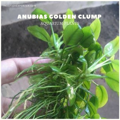 Anubias Golden Clump plants, aquarium plants, live aquarium plants