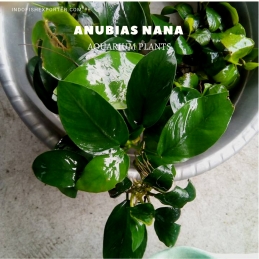 Anubias Nana plants, aquarium plants, live aquarium plants