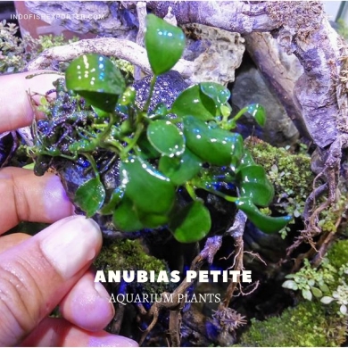 Anubias Petite plants, aquarium plants, live aquarium plants
