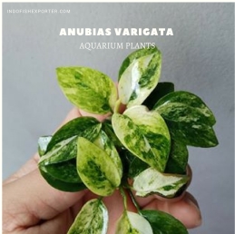 Anubias Varigata plants, aquarium plants, live aquarium plants