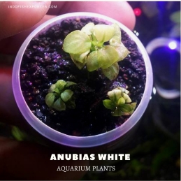 Anubias White plants, aquarium plants, live aquarium plants