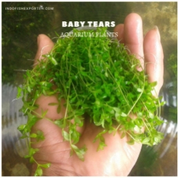Baby Tears plants, aquarium plants, live aquarium plants