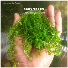 Baby Tears plants, aquarium plants, live aquarium plants