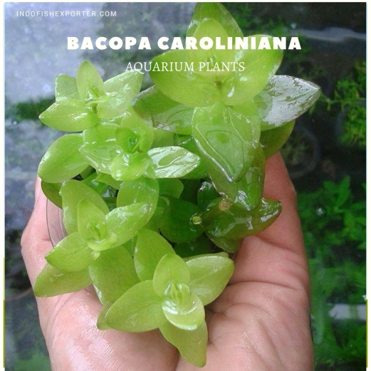 Bacopa Caroliniana plants (1), aquarium plants, live aquarium plants