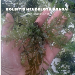Bolbitis Heudelotii Bonsai plants, aquarium plants, live aquarium plants