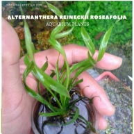 Echinodorus Vesuvius plants (1), aquarium plants, live aquarium plants