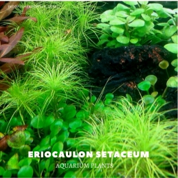 Eriocaulon Setaceum plants, aquarium plants, live aquarium plants