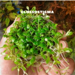 Glossostigma plants, aquarium plants, live aquarium plants