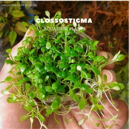 Glossostigma plants, aquarium plants, live aquarium plants