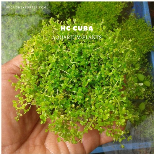 HC Cuba plants, aquarium plants, live aquarium plants