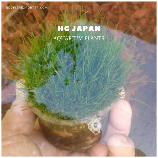 HG JAPAN plants, aquarium plants, live aquarium plants