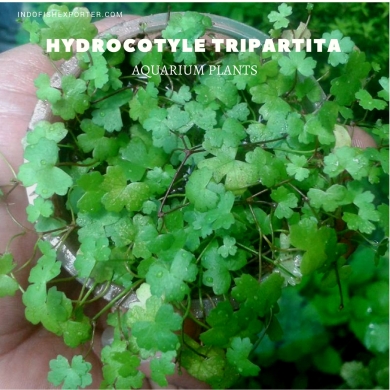 Hydrocotyle Tripartita plants, aquarium plants, live aquarium plants