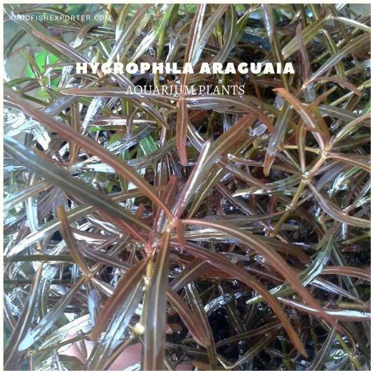 Hygrophila Araguaia plants, aquarium plants, live aquarium plants