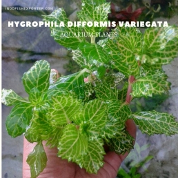 Hygrophila Difformis Variegata plants, aquarium plants, live aquarium plants