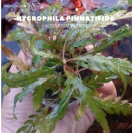 Hygrophila Pinnatifida plants, aquarium plants, live aquarium plants