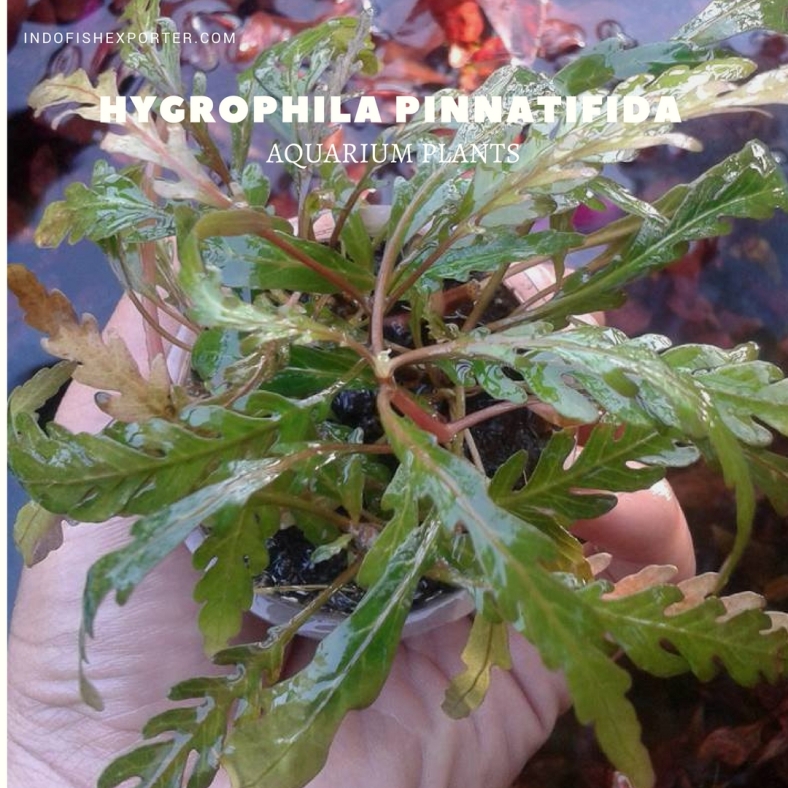 Hygrophila Pinnatifida plants