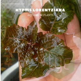 Hyptis Lorentziana plants, aquarium plants, live aquarium plants