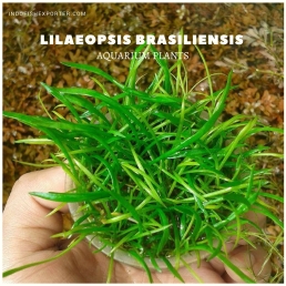 Lilaeopsis Brasiliensis plants, aquarium plants, live aquarium plants