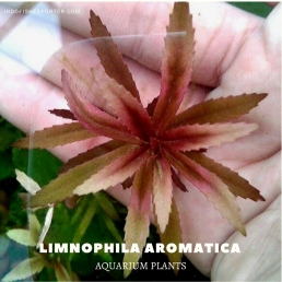 Limnophila Aromatica plants, aquarium plants, live aquarium plants