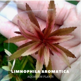 Limnophila Aromatica plants, aquarium plants, live aquarium plants