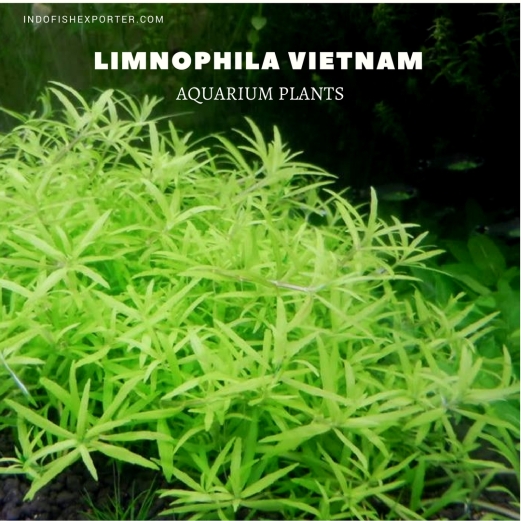 LIMNOPHILA VIETNAM plants, aquarium plants, live aquarium plants