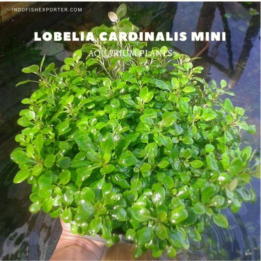 Lobelia Cardinalis Mini plants, aquarium plants, live aquarium plants