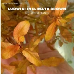 Ludwigi Inclinata Brown plants, aquarium plants, live aquarium plants