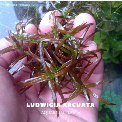 Ludwigia Arcuata plants, aquarium plants, live aquarium plants