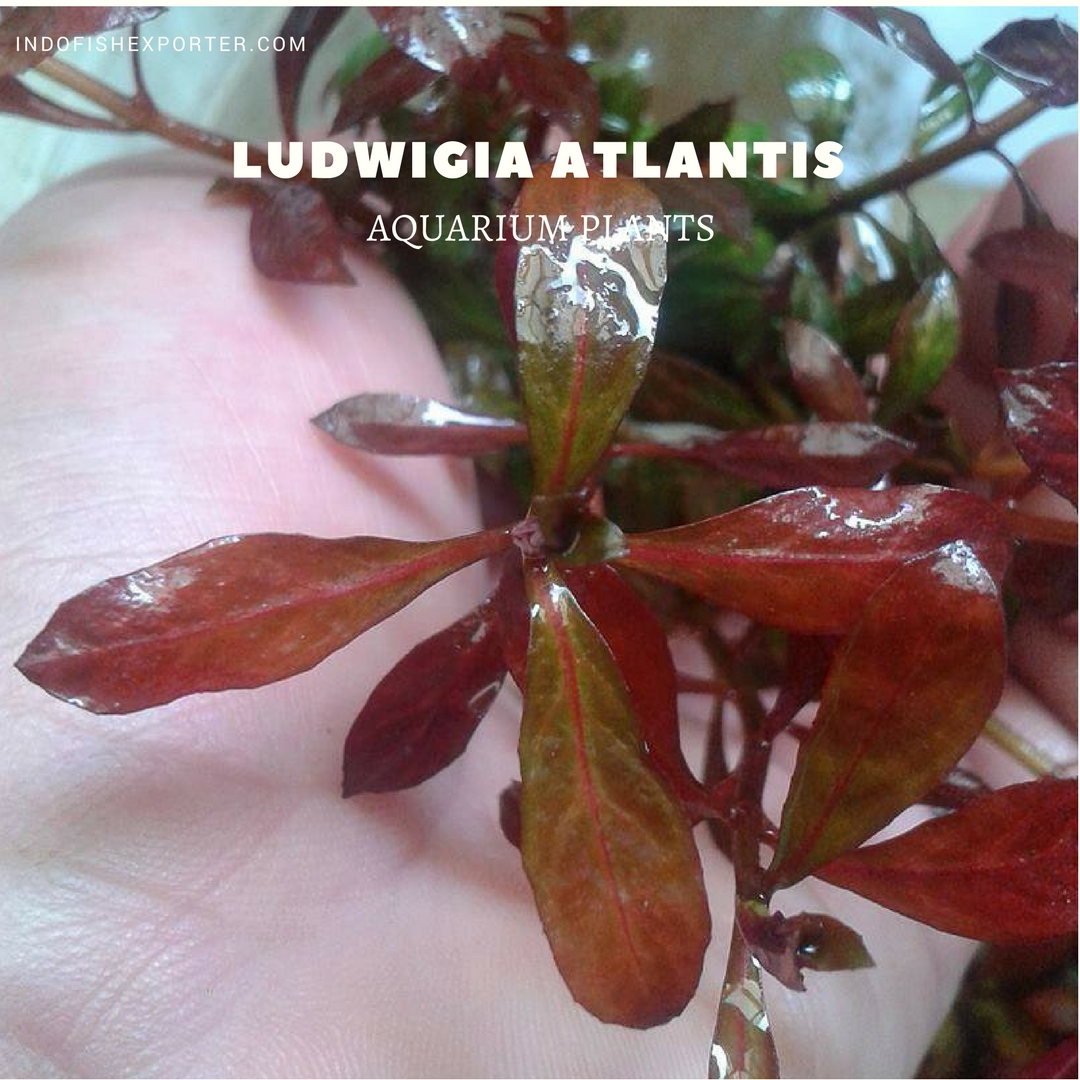 Ludwigia Atlantis plants, aquarium plants, live aquarium plants