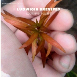 Ludwigia Brevipes plants, aquarium plants, live aquarium plants