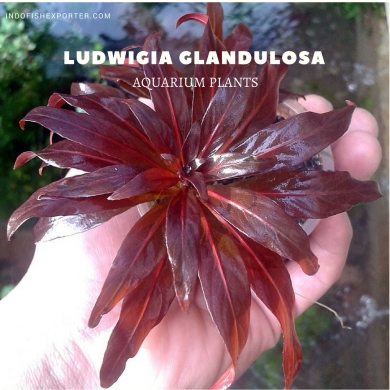 Ludwigia Glandulosa plants, aquarium plants, live aquarium plants
