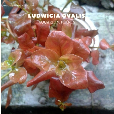Ludwigia Ovalis plants, aquarium plants, live aquarium plants