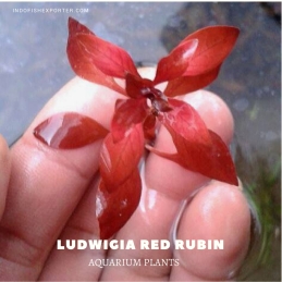 Ludwigia Red Rubin plants, aquarium plants, live aquarium plants
