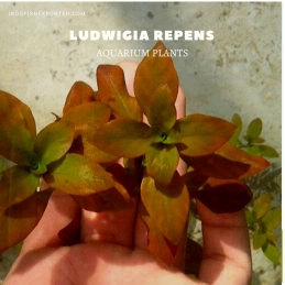 Ludwigia Repens plants, aquarium plants, live aquarium plants