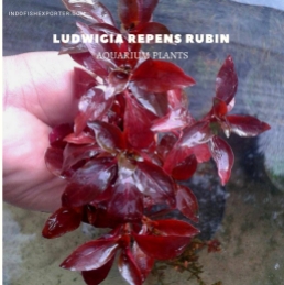 Ludwigia Repens Rubin plants, aquarium plants, live aquarium plants