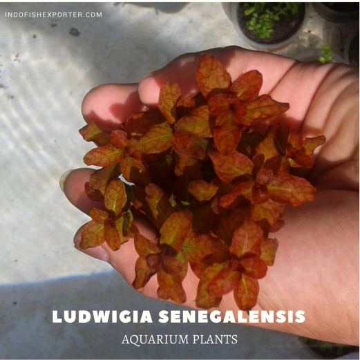 Ludwigia Senegalensis plants (1), aquarium plants, live aquarium plants