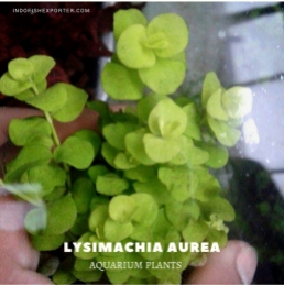 Lysimachia Aurea plants, aquarium plants, live aquarium plants