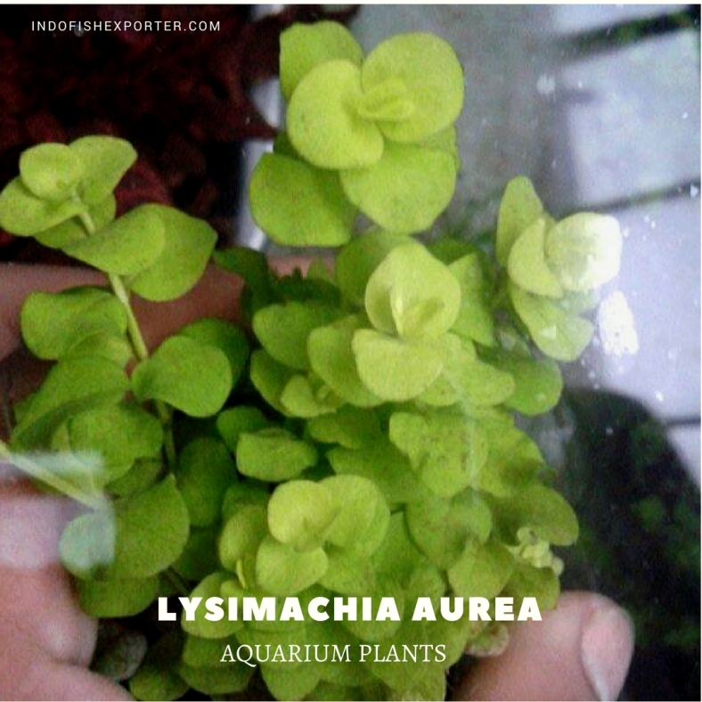 Lysimachia Aurea plants