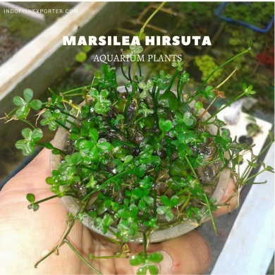 Marsilea Hirsuta plants, aquarium plants, live aquarium plants